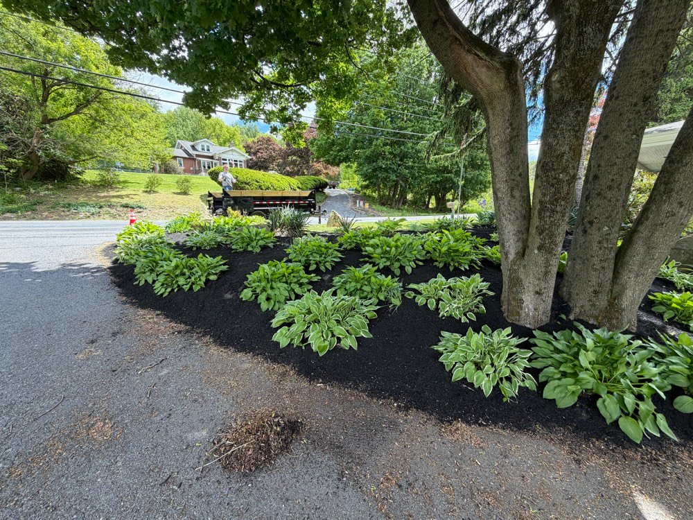 Hosta and perennial bed planting along a curved driveway
